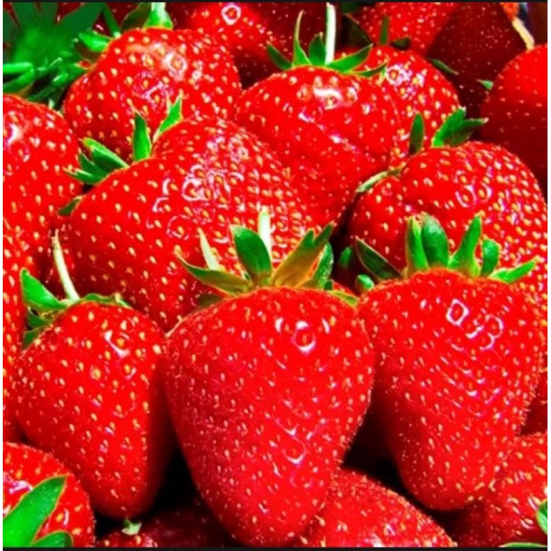 paket 20 bibit strawberry jumbo manis Giant California bibit unggulan