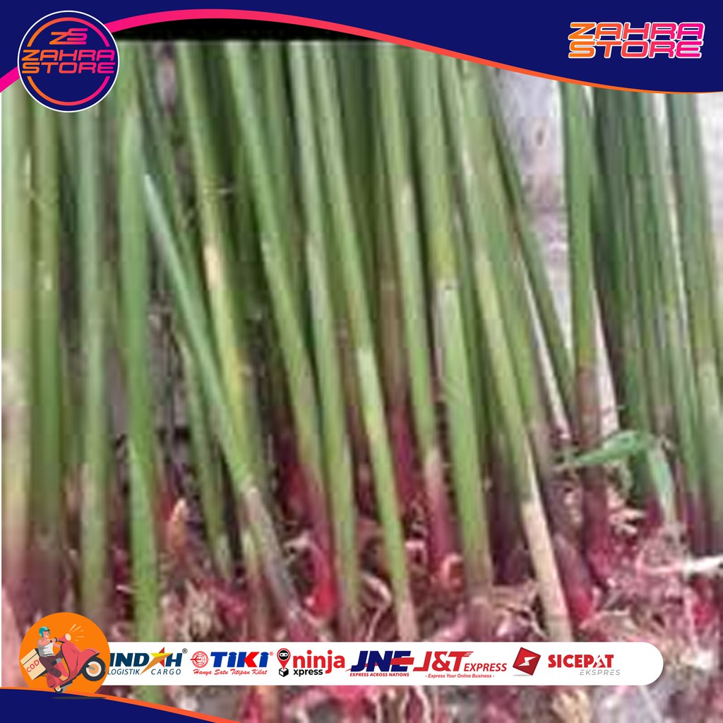 

Bibit kapulaga atau kapol terbaik