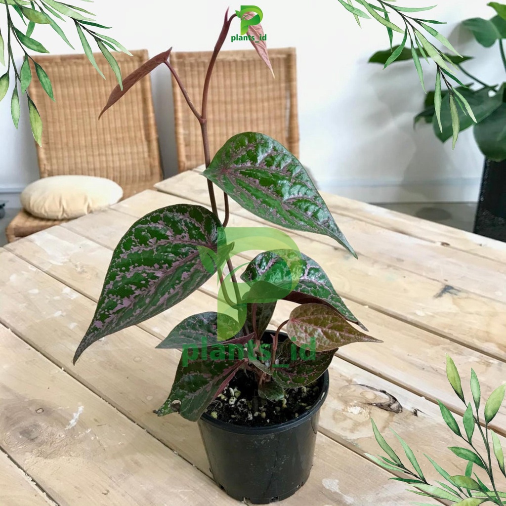 Bibit Tanaman Sirih Merah original Bibit Sirih Merah Pohon Sirih Merah Bibit Daun Sirih Merah Piper 
