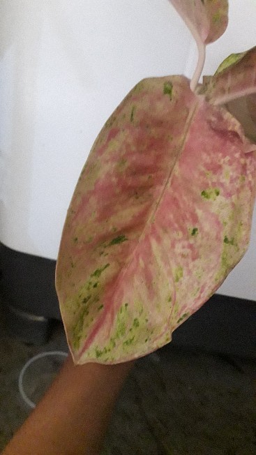 Aglonema Murah Warna Pink