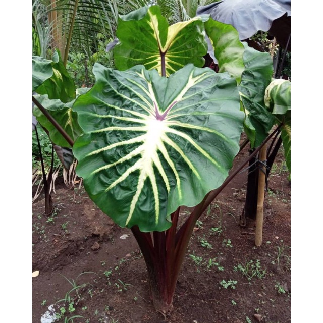 colocasia white lava 'bonggolan'