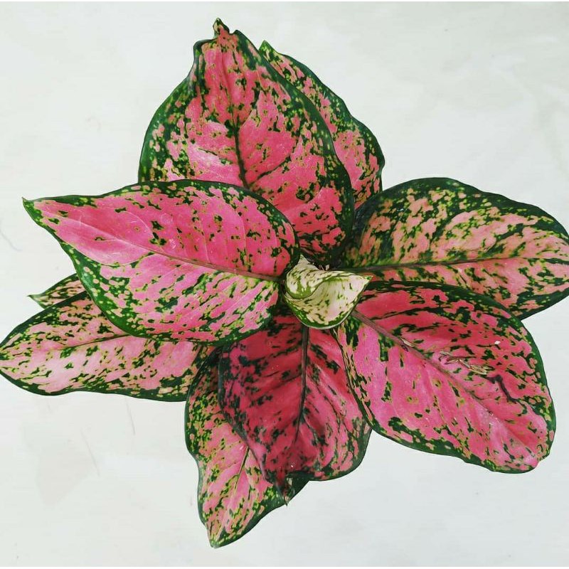 AGLONEMA DUD  ANJAMANI  DUD ANJAMANI AGLAONEMA  BIBIT 4 DAUN 