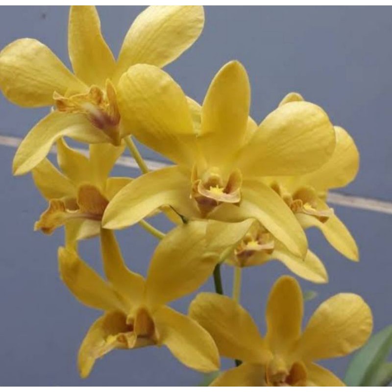 Anggrek Dendrobium Sure Gold Dewasa
