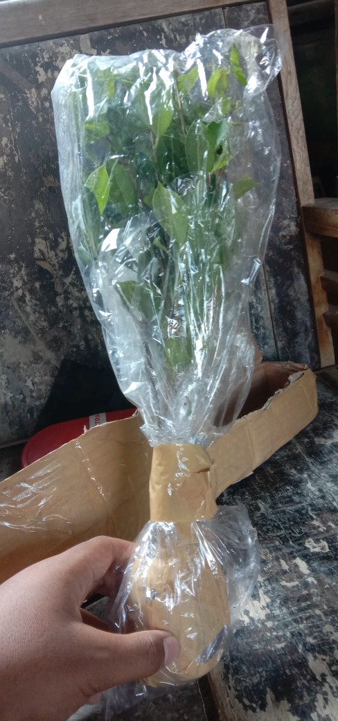 Bibit Beringin Kimeng Bahan Bonsai