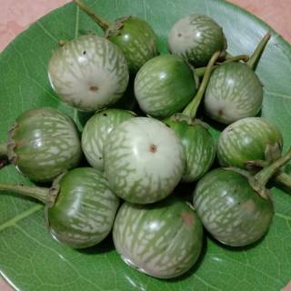 

terong ijo 250gr