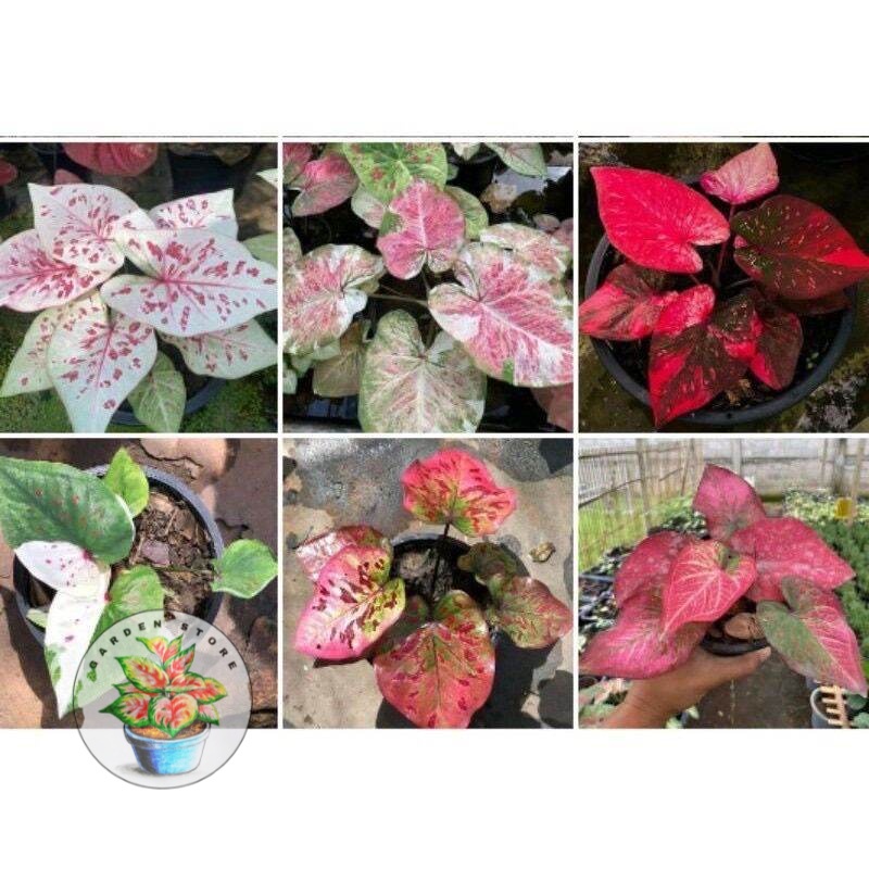 promo paket kusus 6 bonggol caladium thailand