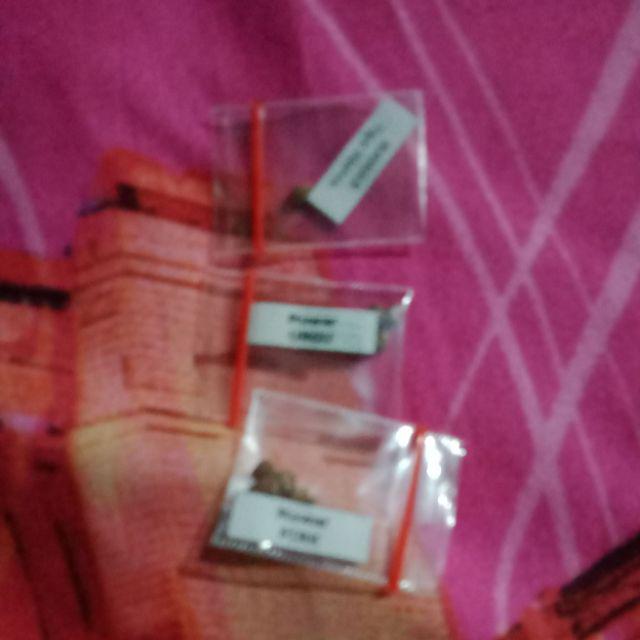 Johrnia 4 Benih Bunga Mawar Purple