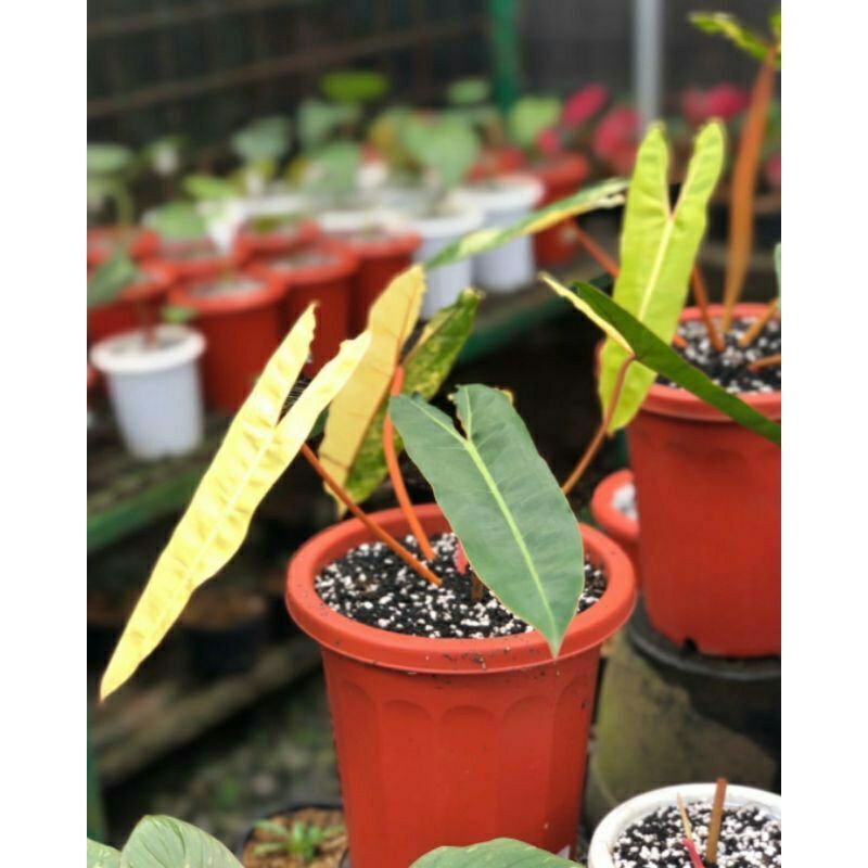 Paket 2 Bibit Bonggol Philodendron Kabel busi Variegata