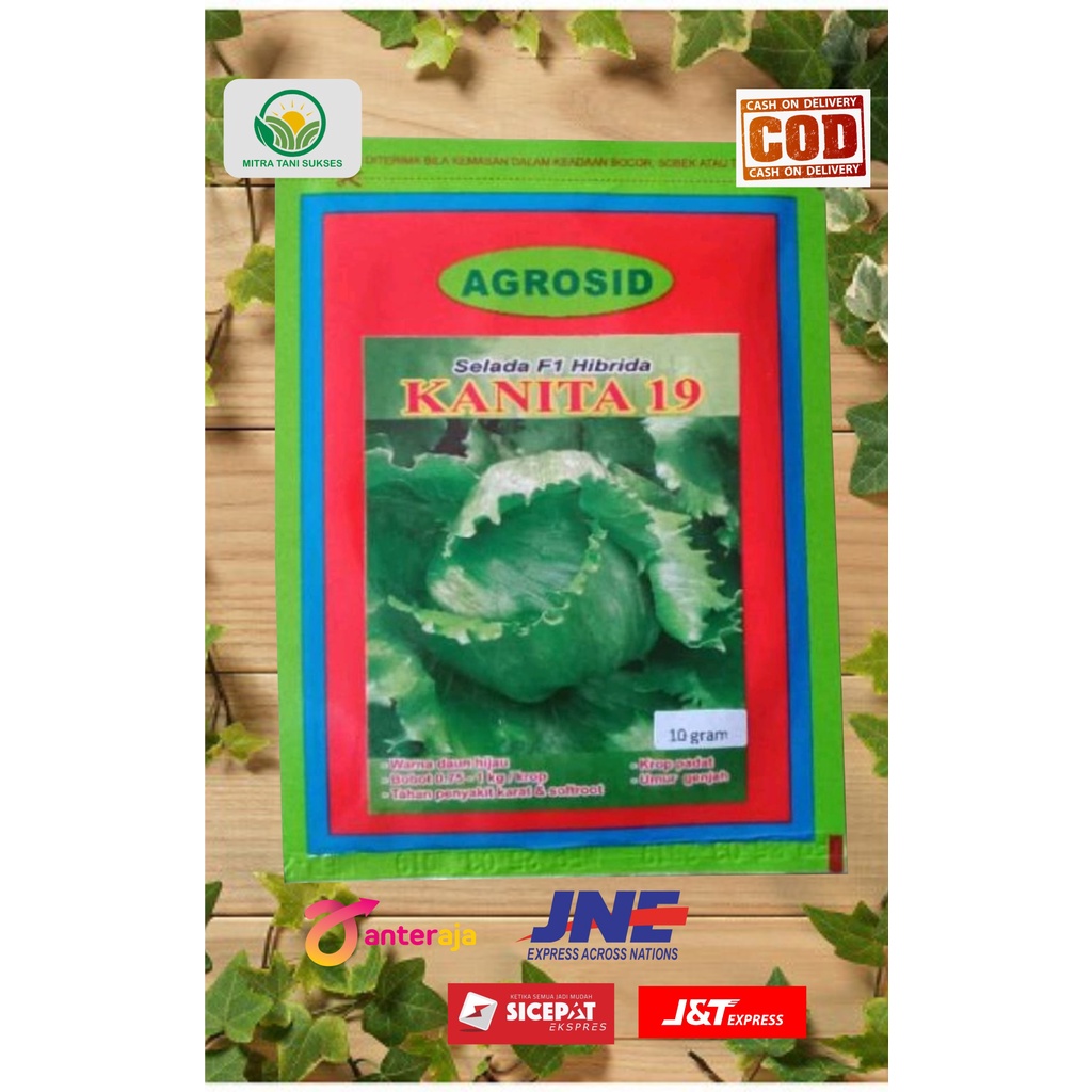 BENIH BIBIT SELADA KOL KANITA 19 HEAD LETTUCE isi 10 GRAM