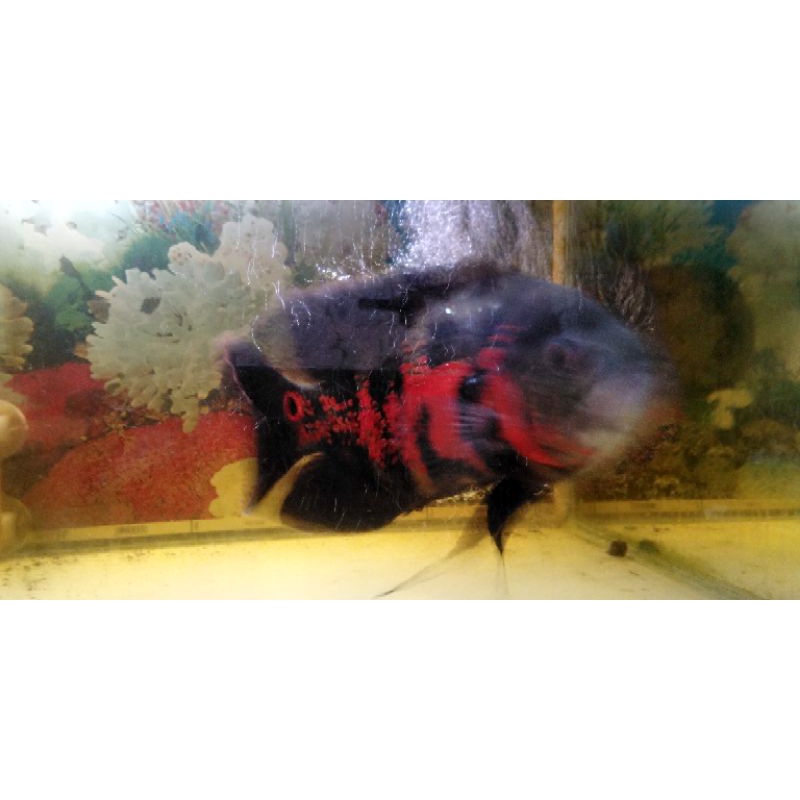 Oscar Tiger fix 6 jari