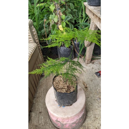 Asparaga REAL PICT - tanaman daun - suplier daun