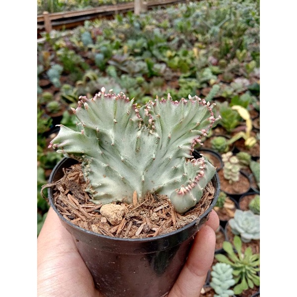 Euphorbia Lactea Cristata putih