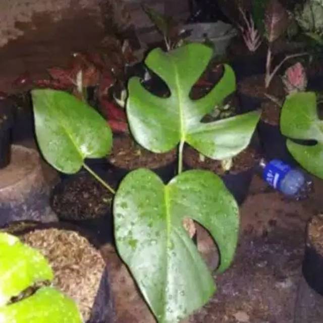 Bibit monstera deliciosa - monstera deliciosa