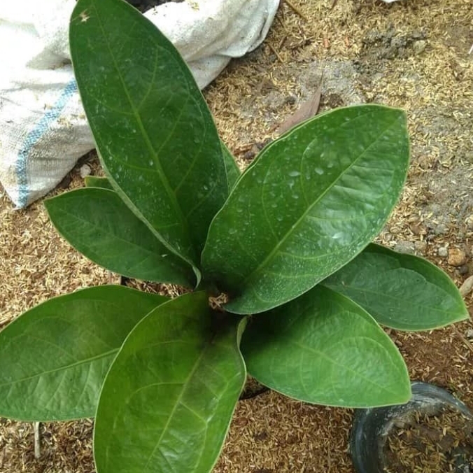 Tanaman Hias anthurium jermani mangkok - Antorium jermani mangkok