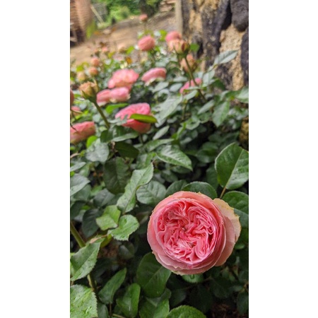 mawar import charming Indukan