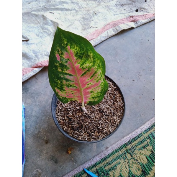 baby kocin eboni murce