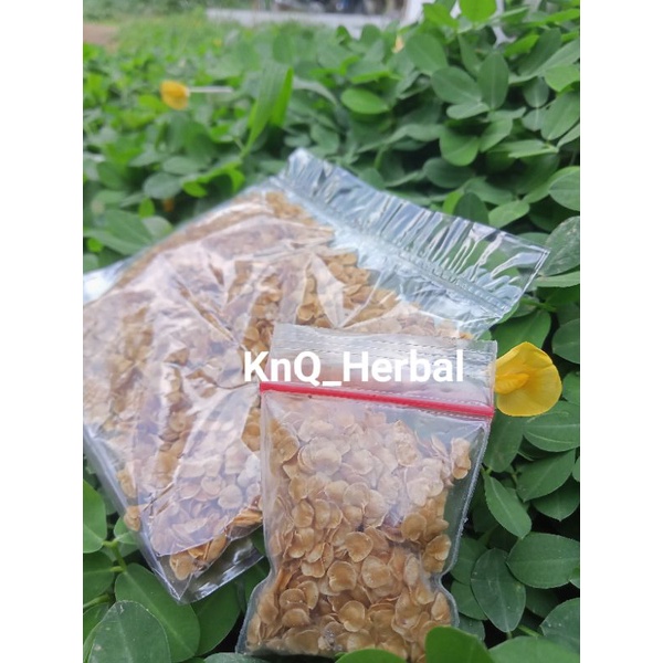 Benih Biji Terong Pari Isi 250 Biji Terong Duri Hutan Siap Tanam