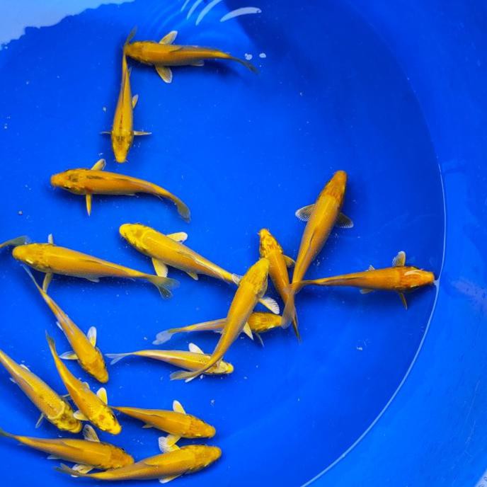 Terbaru Ikan Koi Blitar Yamabuki Ogon