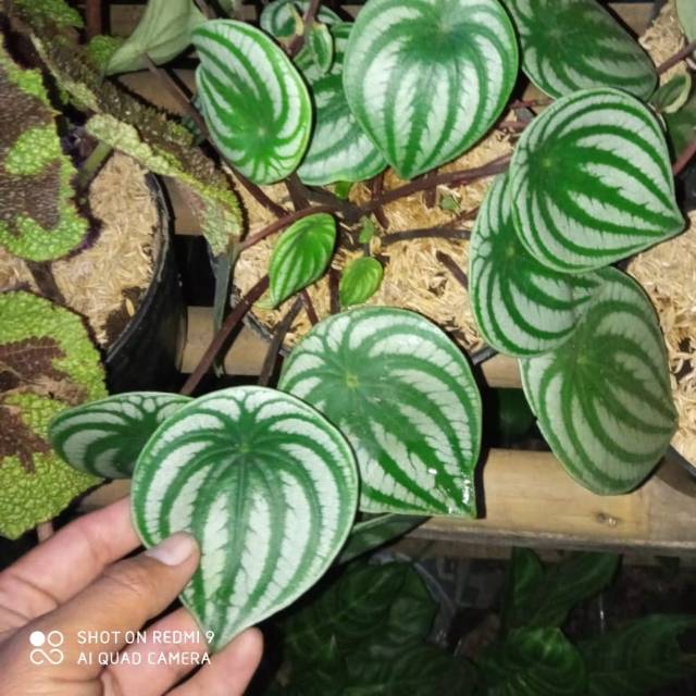 

Peprromia water melon