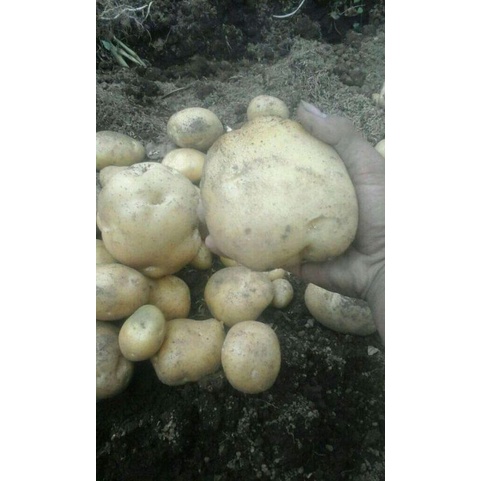 

kentang super 1kg