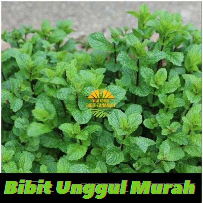 Asli! Bibit daun min Terlaris