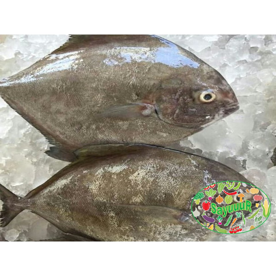 

ikan bawal hitam