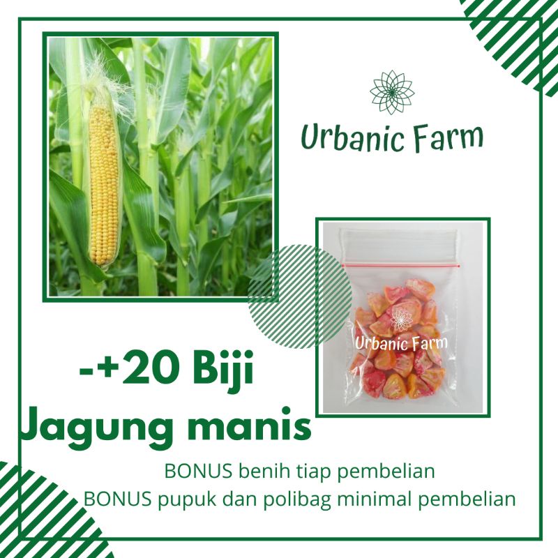 20 biji jagung manis hibrida F1 Manise Bintang Asia -Benih Bibit Seed Sayuran Eceran Seribuan Murah
