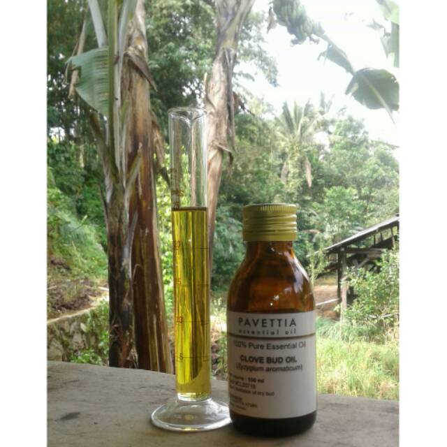 Jual 100 Ml - Minyak Atsiri Bunga Cengkeh / Clove Bud Essential Oil ...