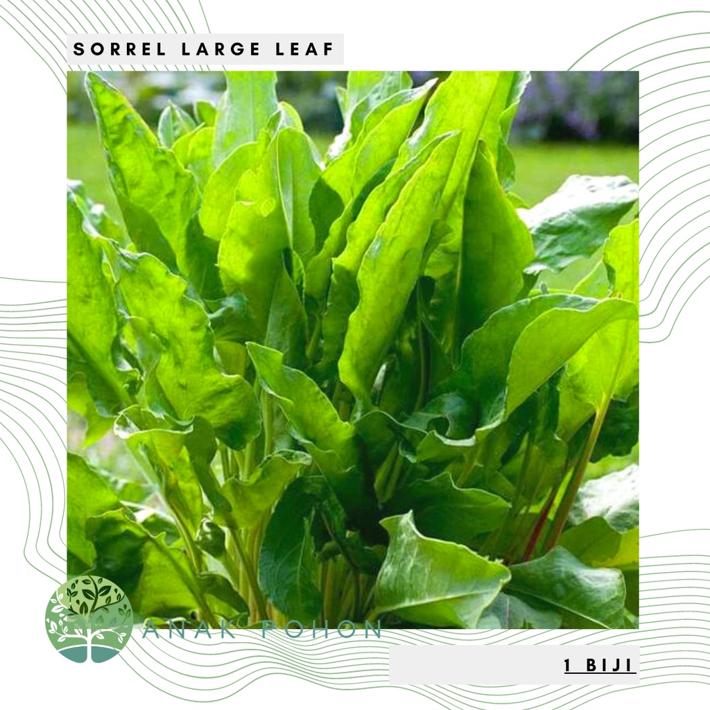 Benih Bibit Biji - Sorrel Large Leaf Salad Seeds - IMPORT