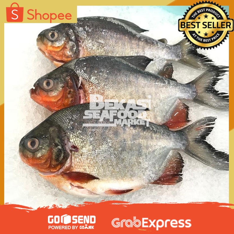 Jual Ikan Bawal Tawar Segar | Ikan Bawal Merah | Ikan Bawal Fresh