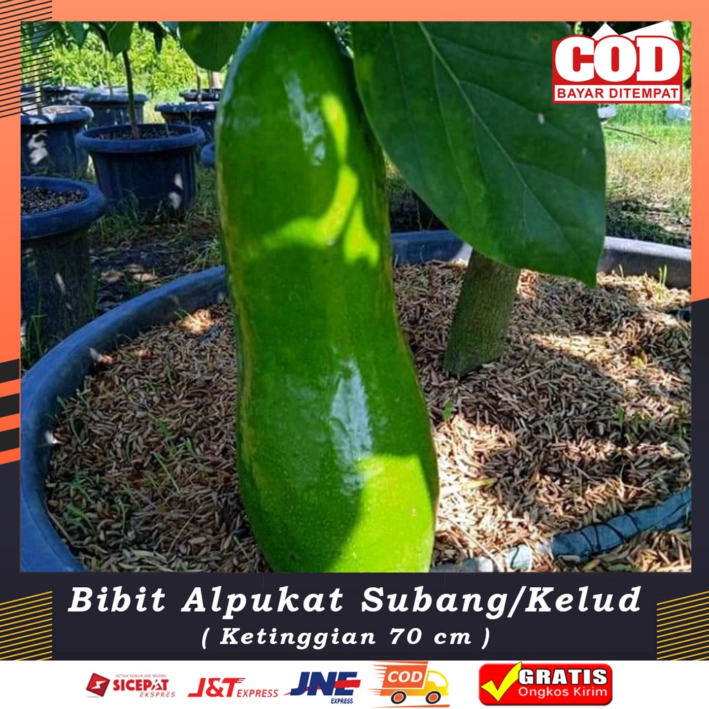 Bibit ALPUKAT SUBANG/Alpukat Kelud Bibit Buah Alpukat Super BERGARANSI