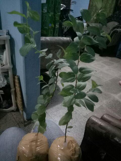 Bidara Arab Unggul Bercabang (luar Jawa Wajib Jne)