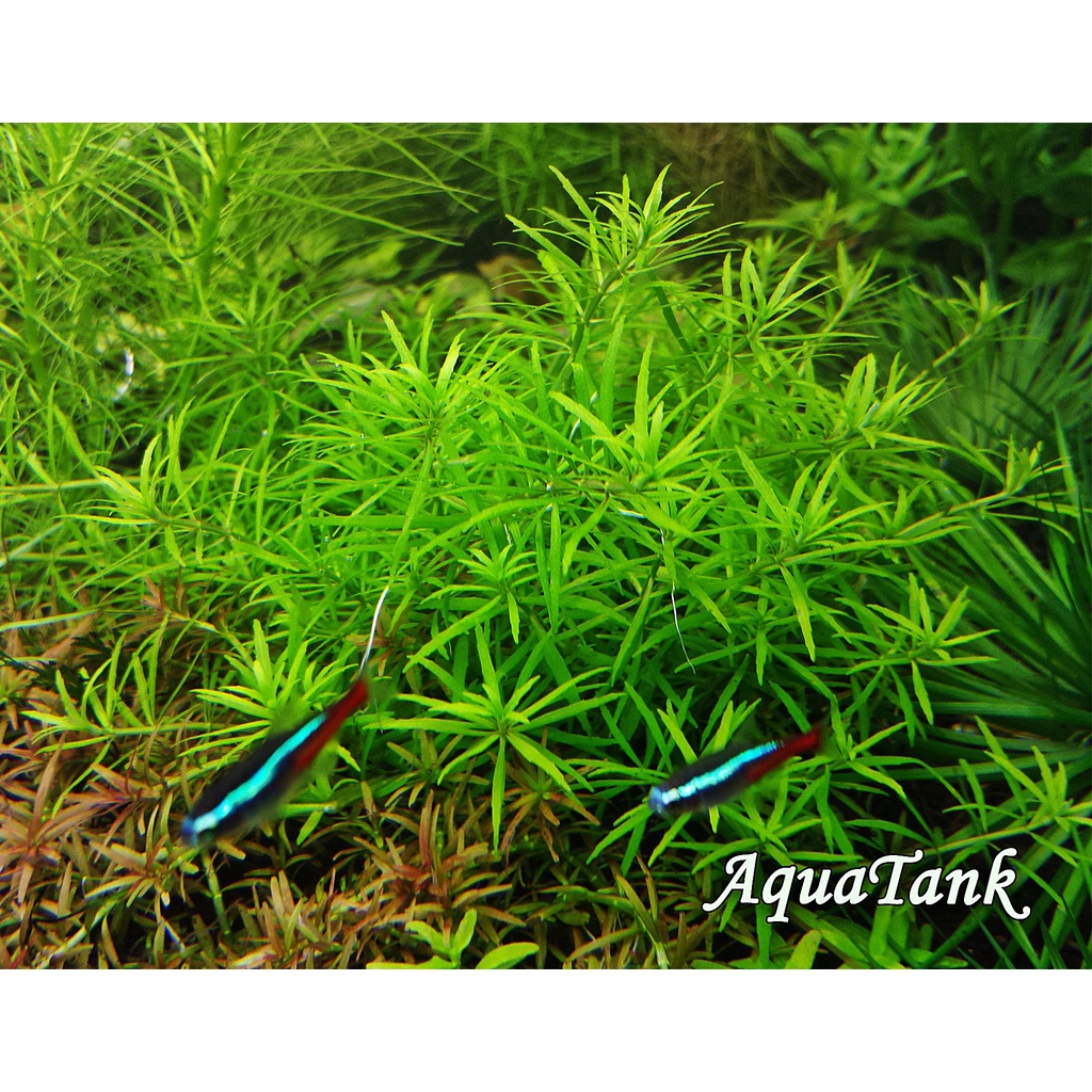 Limnophila Mini Vietnam ( Tanaman Aquascape Mini )