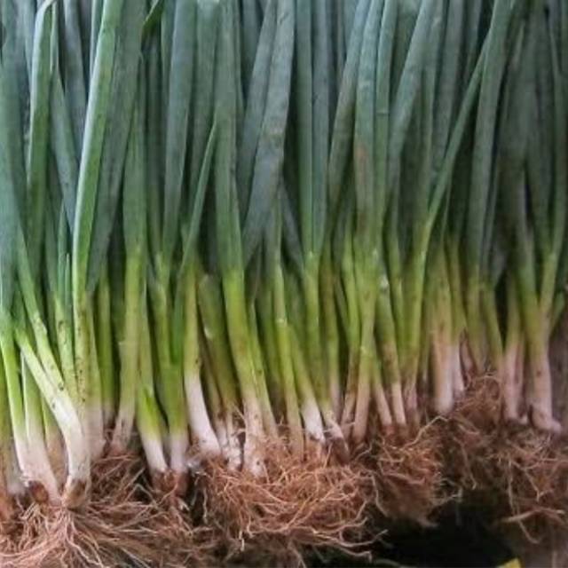 

Loncang lokal 500 gr
