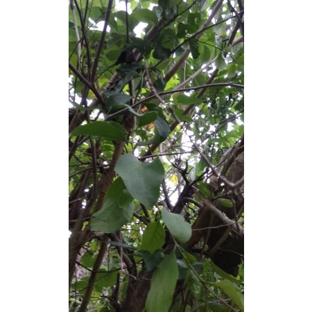 

KEMLADEH/Daun kemladeh / Benalu Murbei/Benalu Arbei