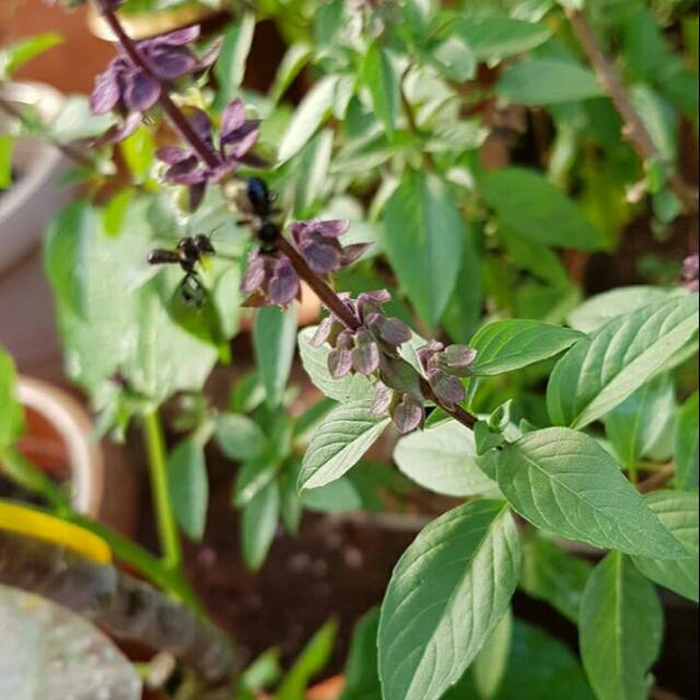 Bibit Tanaman Daun Selasih Pohon Daun Basil Tanaman Herbal Shopee Indonesia