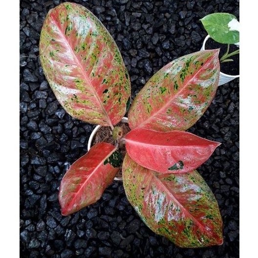 Aglonema big roy / big roy mutasi