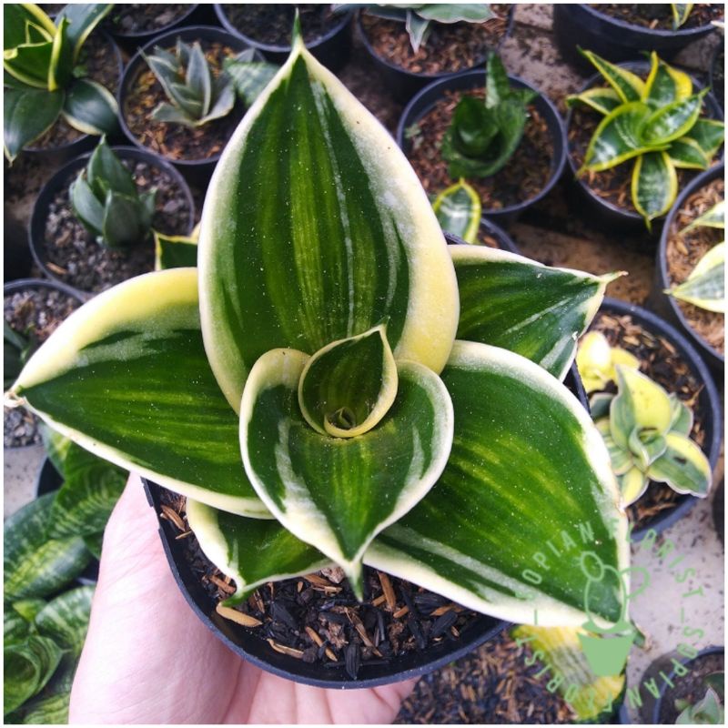 Sansevieria Pagoda