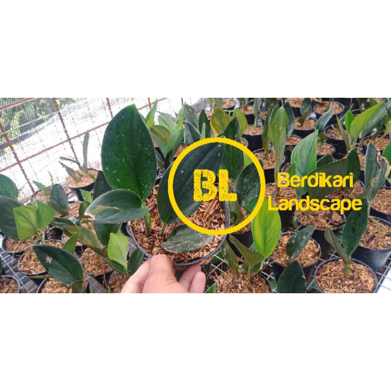 scindapsus treubii dark form bibit tanaman scindapsus treubii dark form