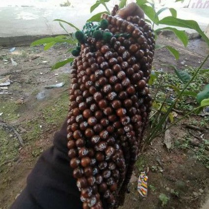 Fatimah_kaukahcraft_Tuban: Tasbih kaokah Asmaul Husna_7,5mm