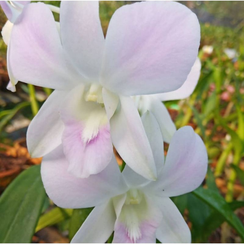 Pohon Bunga Anggrek Dendrobium Pink Happy Sudah Spike