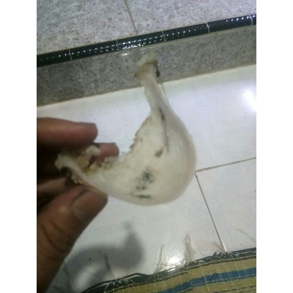 

sarang burung walet
