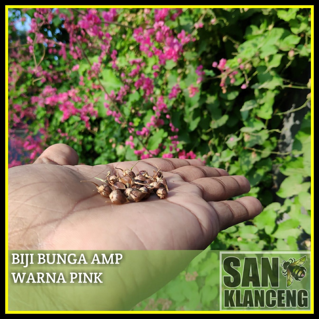 BIJI BUNGA AIR MATA PENGANTIN / BIJI BUNGA AMP / BENIH BUNGA ANTIGONON LEPTOPUS