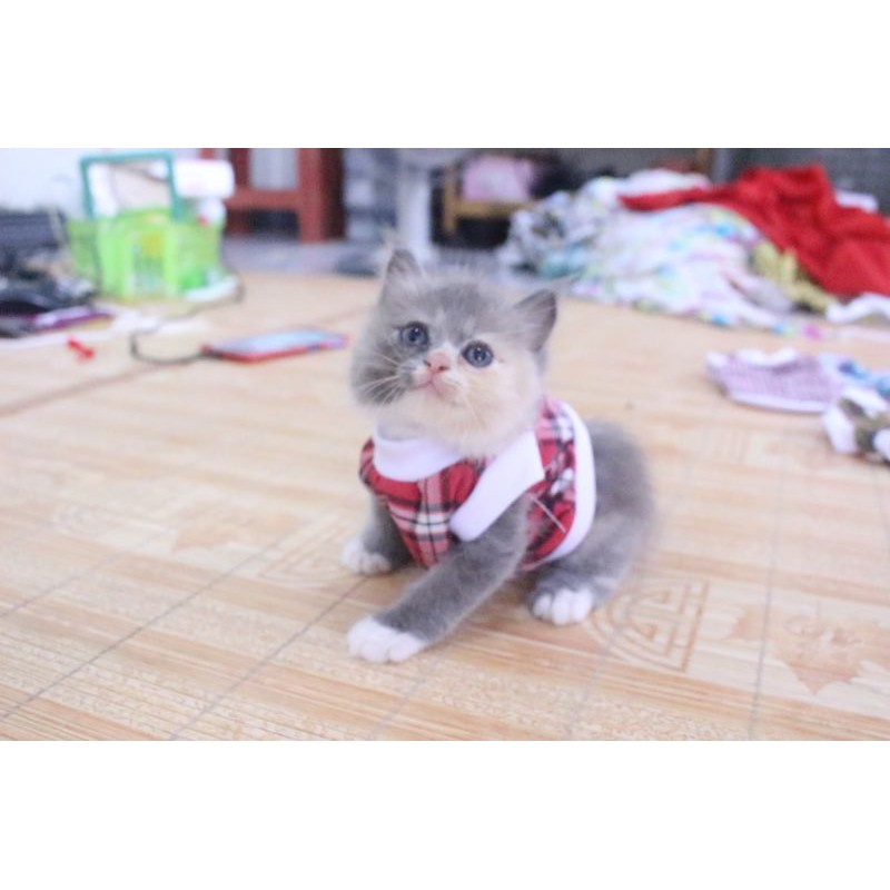 Kaos rumahan motif kode #3728 lucu untuk kucing dan anjing / baju kucing rumahan size S M L XL