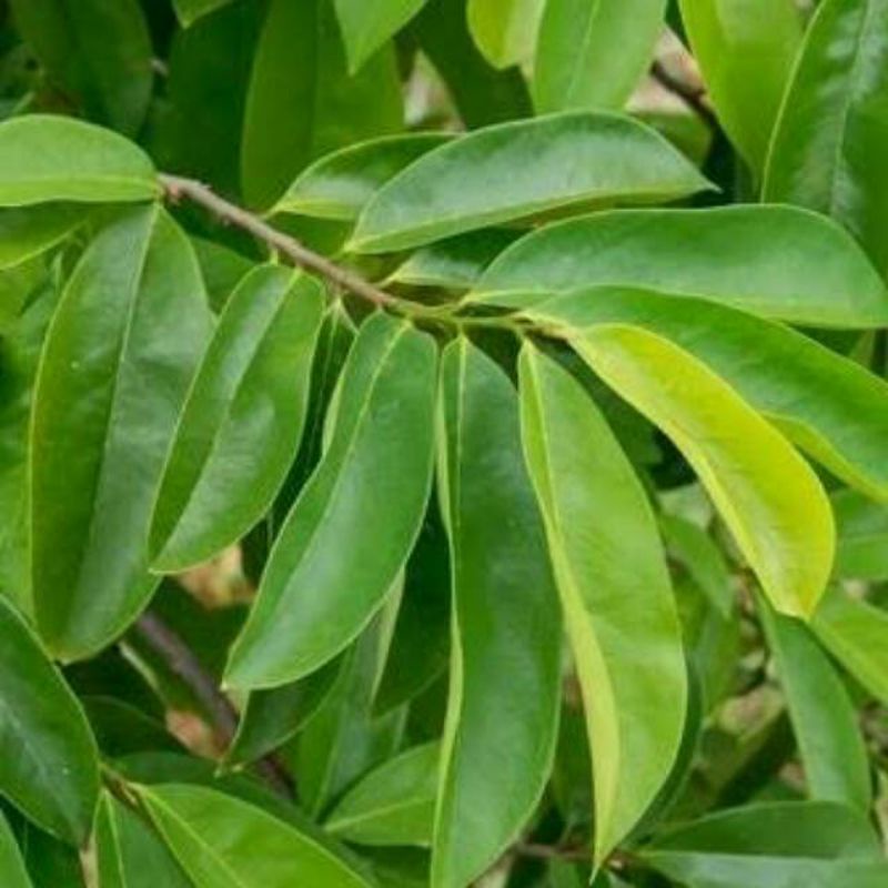 

DAUN SIRSAK SEGAR PER LEMBAR