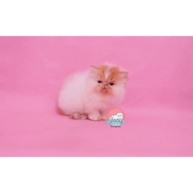 (sold) perisa peaknose ( turunan bapak ibu ped )