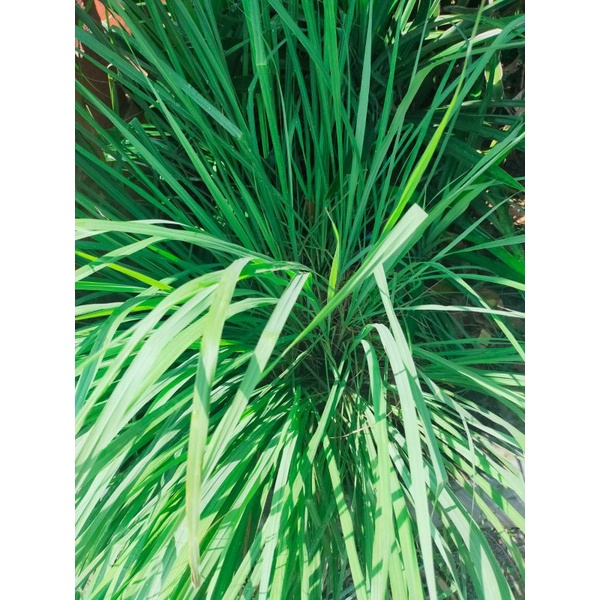 

Daun sereh / serai segar bumbu dapur