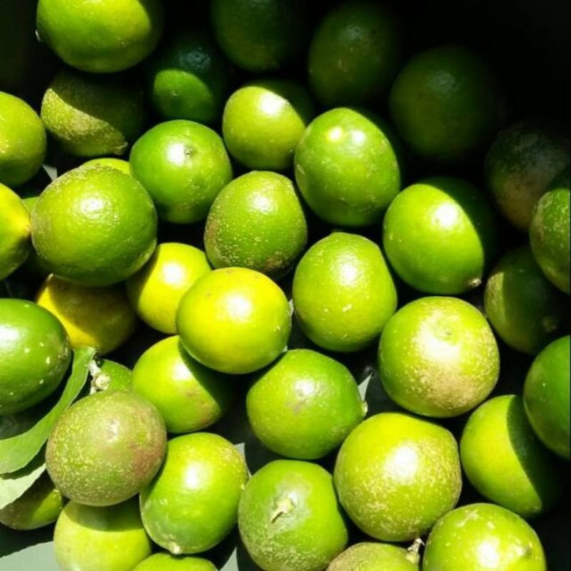 

termurah paket jeruk lemon california per 10kg