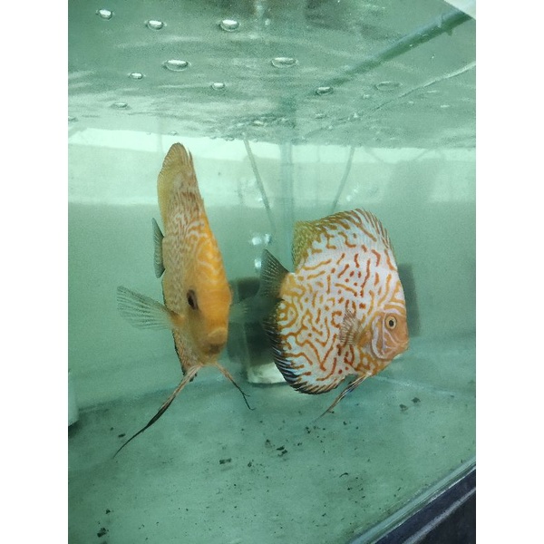 ikan Discus pair jenis pigeon