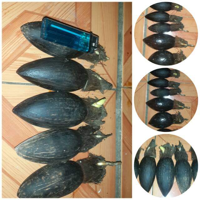 Bahan bonsai kelapa minion